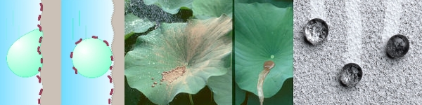 Lotus effect