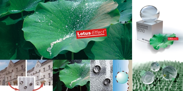 Lotusan